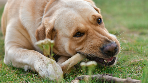 8 Wichtige Hundeernährungs-Tipps
