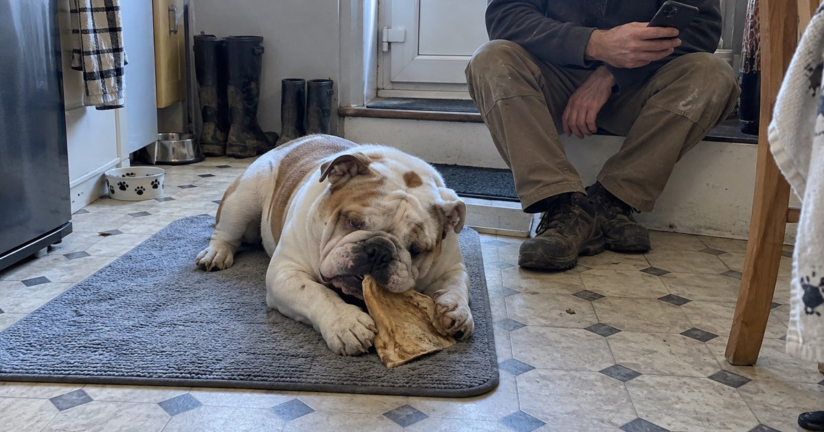 Bulldogge kaut unter Aufsicht auf einer Matte an einem großen Kauartikel