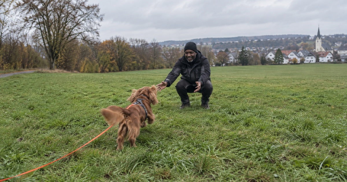 Cocker Spaniel läuft beim Rückruftraining an der Schleppleine zu seinem Halter zurück