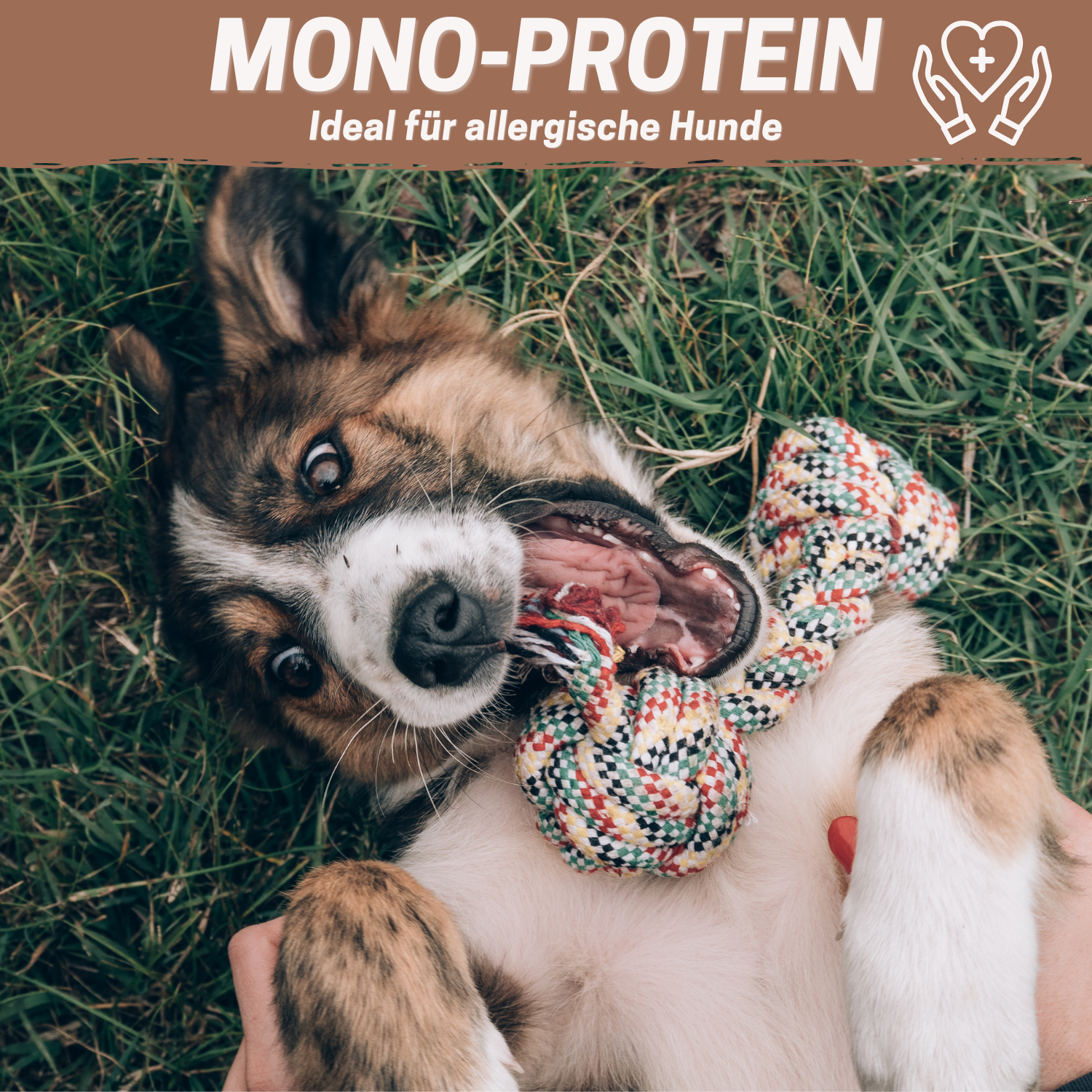 Trainingshappen Rind - versch. Varianten