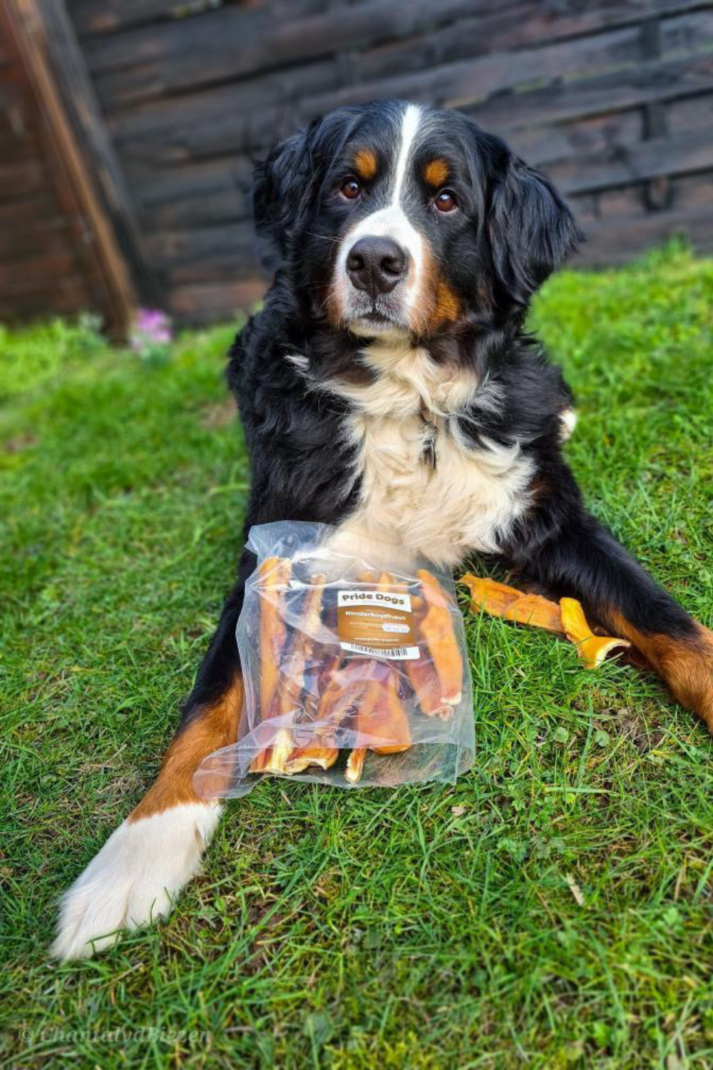 Kundenerfahrung mit PrideDogs Dentalspray