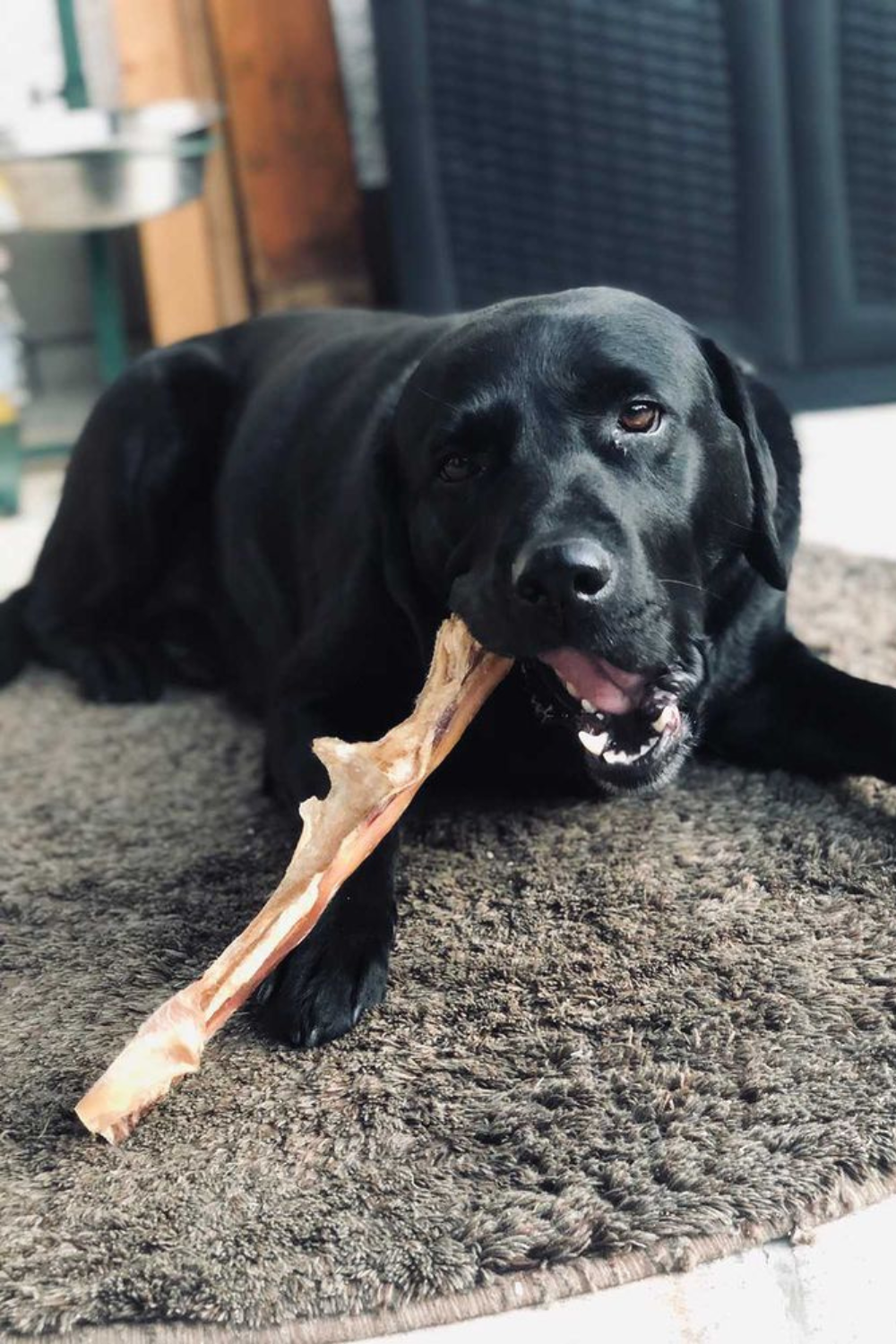 Kundenerfahrung mit PrideDogs Dentalspray
