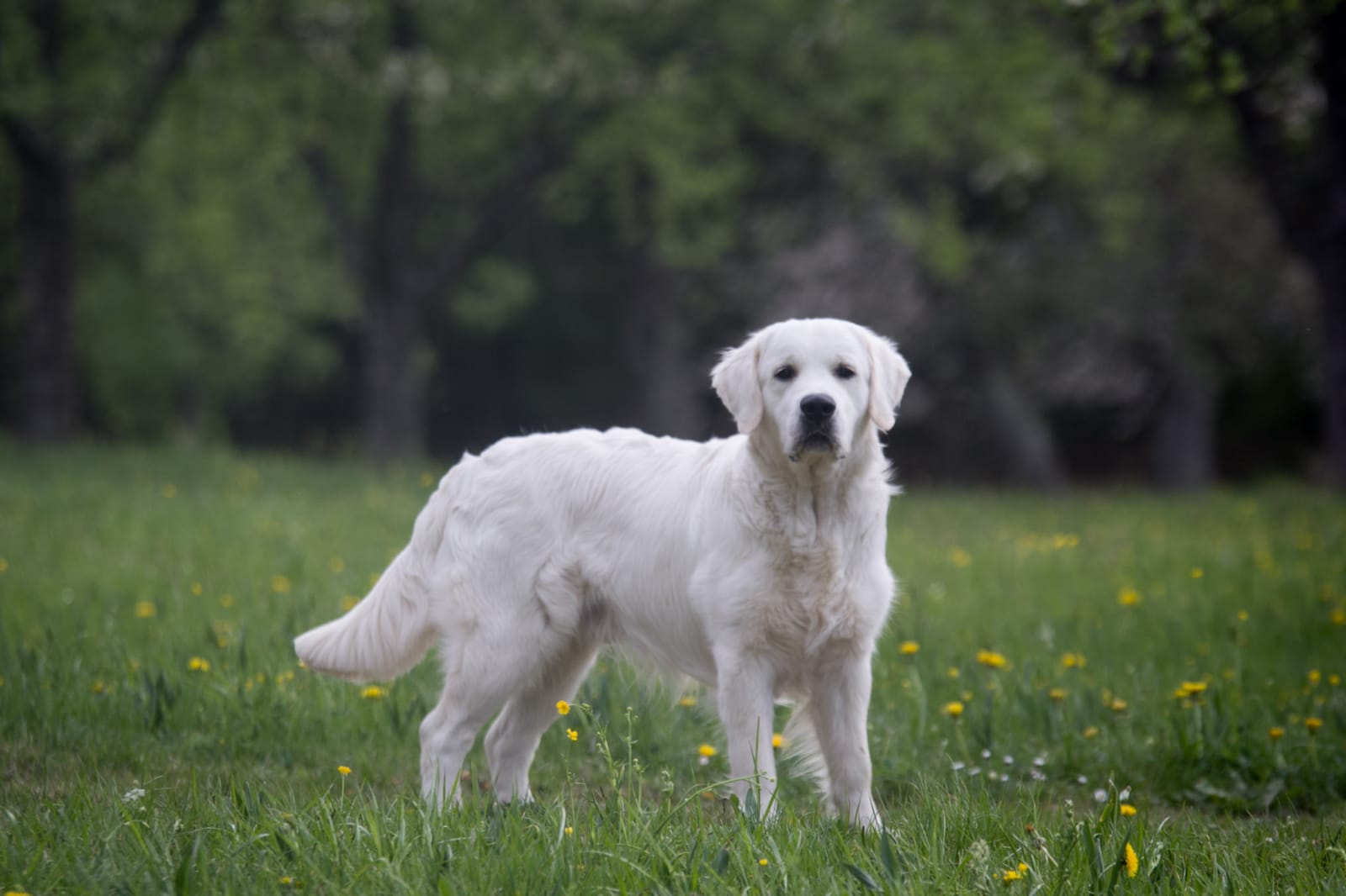 Warum getrocknete Hühnerfüsse das perfekte Leckerli für Ihren Hund sind