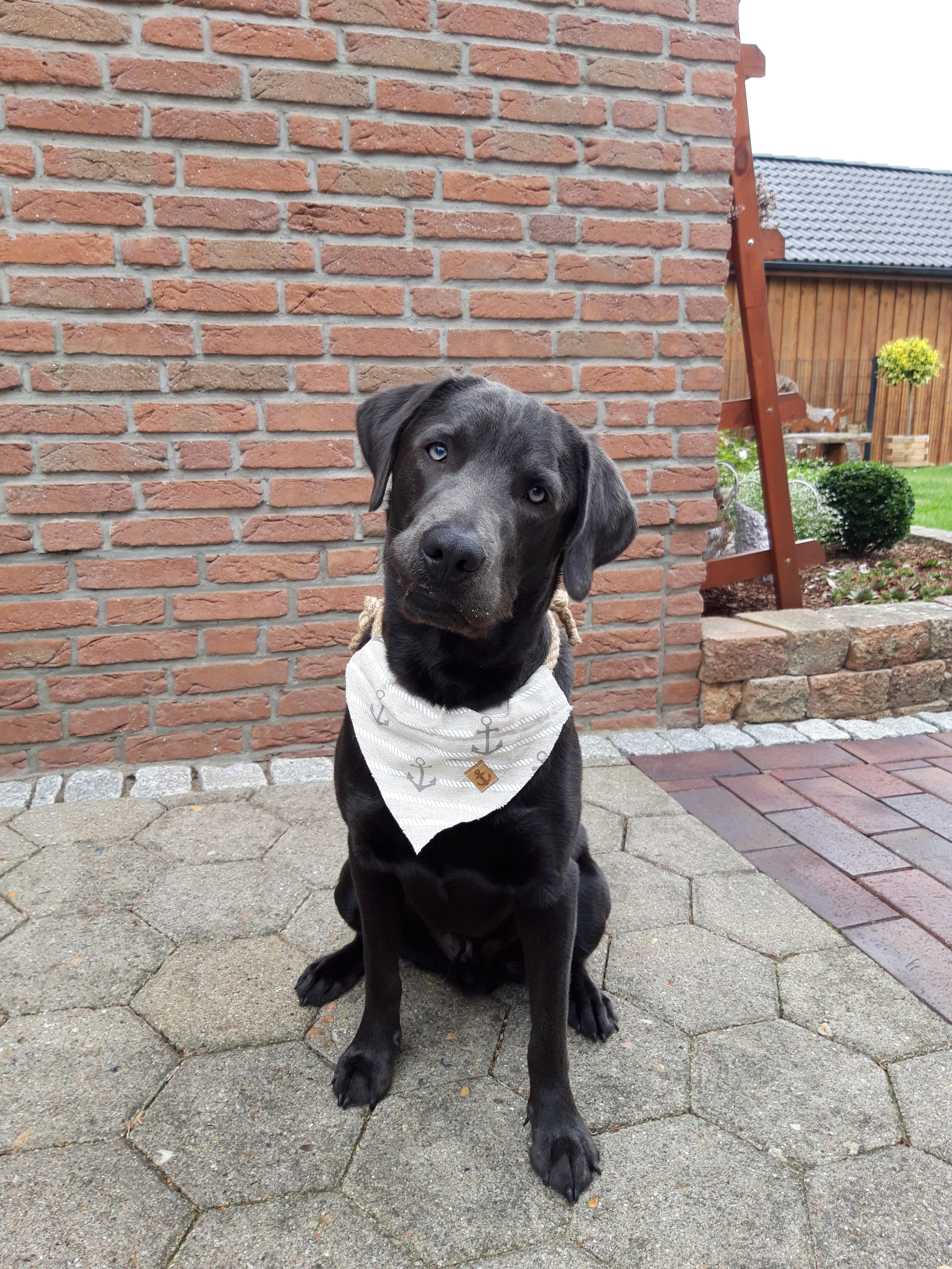 Warum Kauartikel vom Rind für deinen Hund so wichtig sind