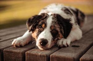 Warum Lammfleisch das ideale Fleisch für Hunde ist