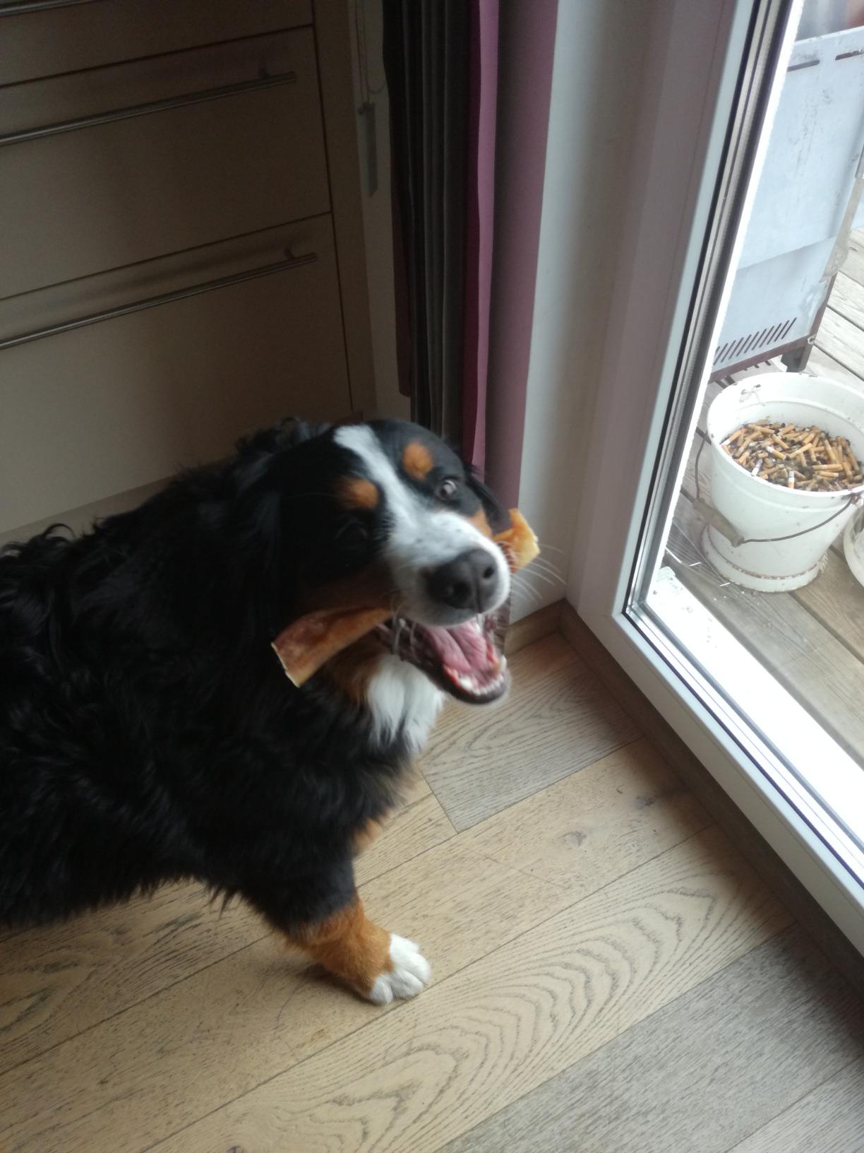 Die besten natürlichen Hundesnacks, die Ihr Vierbeiner lieben wird