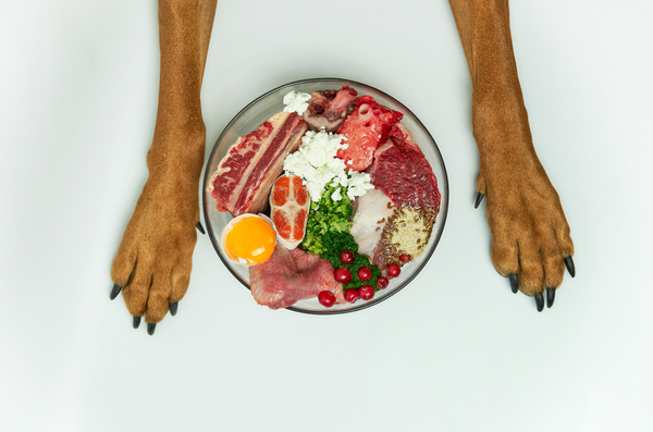 Gesunde Ernährung bei Hunden: