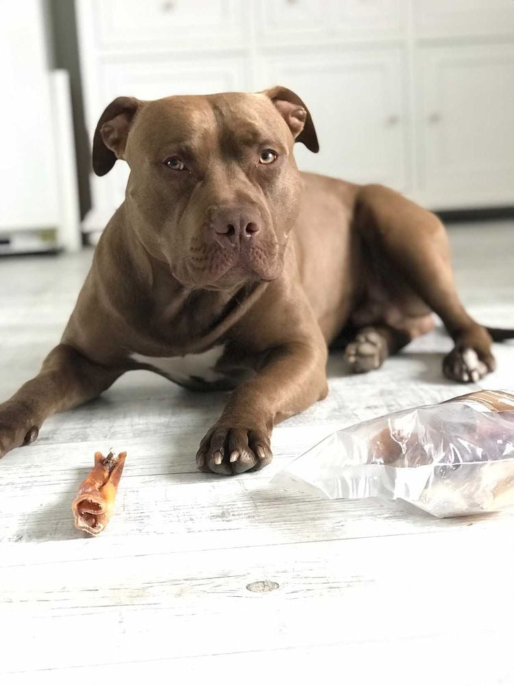 Wie viel Bewegung braucht dein Hund?
