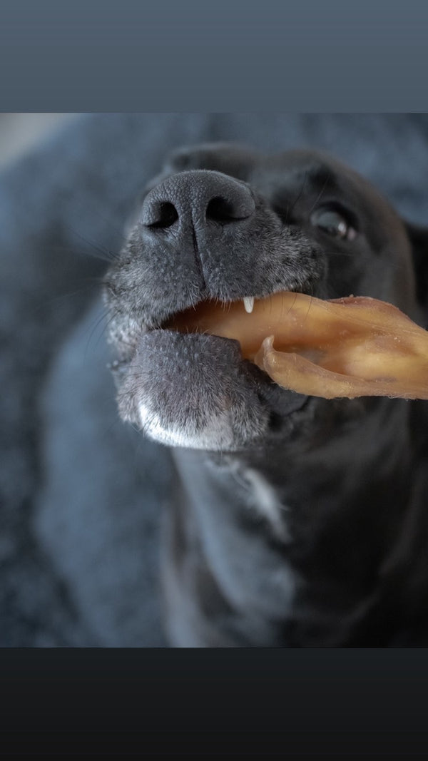 Warum Rinderkopfhaut der optimale Snack für deinen Hund ist