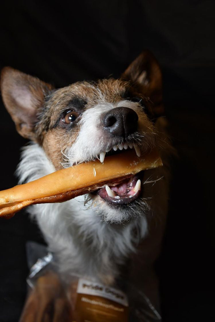 Hund hält ein Schweineohr als Kauartikel im Maul