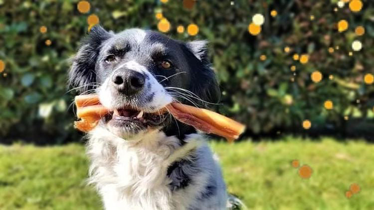Gesunde Kauartikel verbessern die Lieblingsbeschäftigung deines Hundes