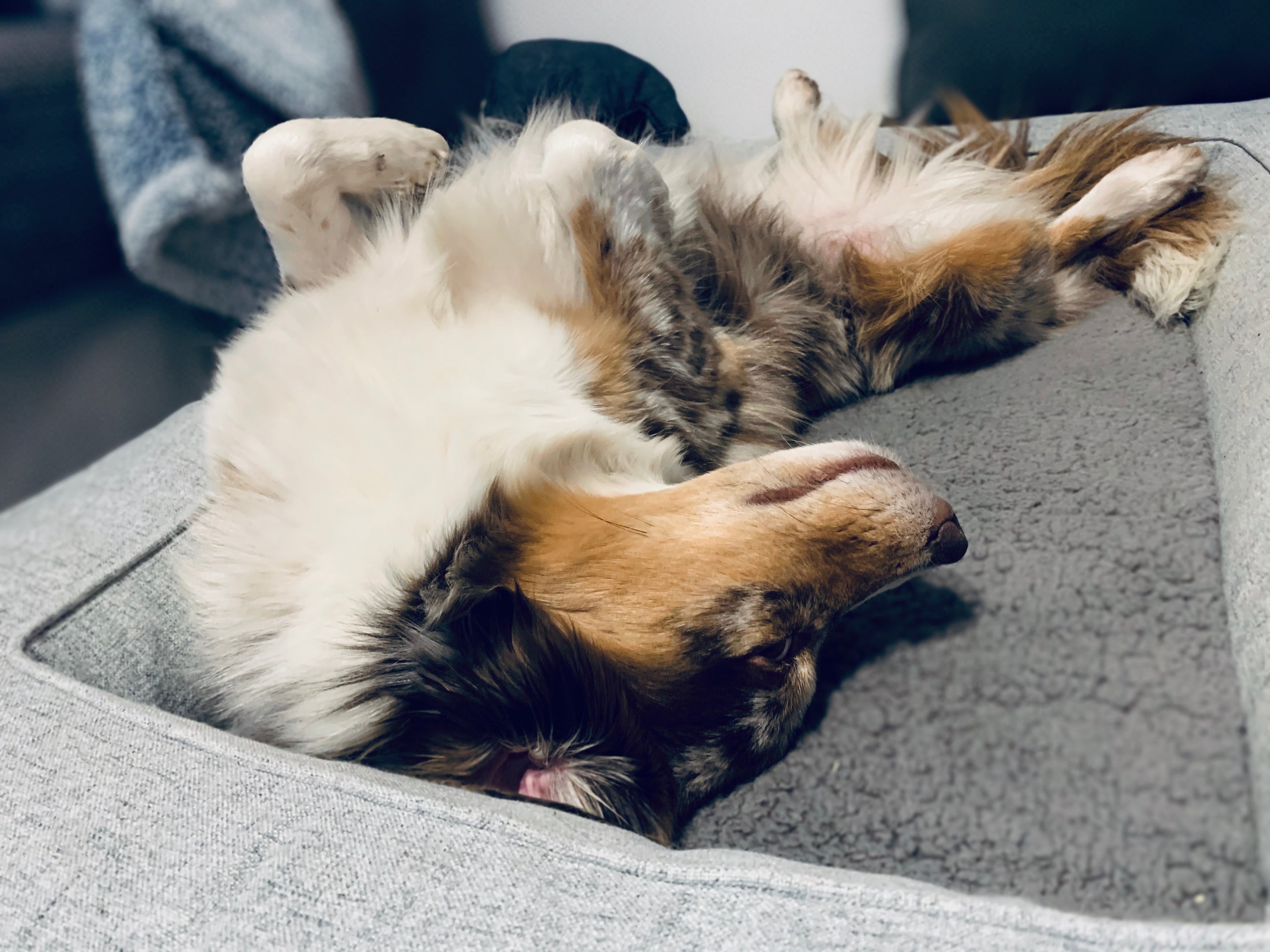 Fütterung von Hunden: Wie viel ist zu viel?
