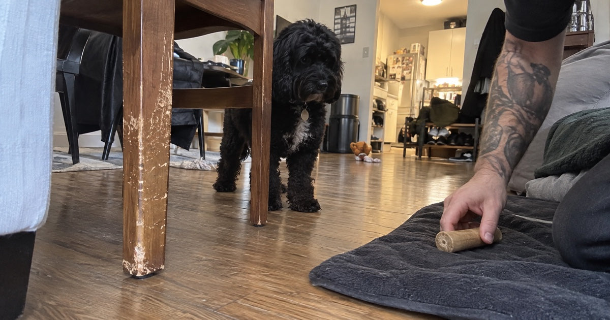 Schwarzer Hund wird neben einem angeknabberten Stuhl zu einem passenden Kauartikel umgelenkt