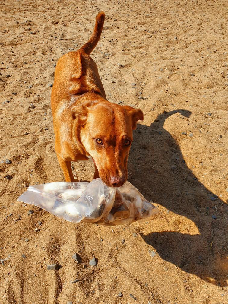 Finden Sie die besten Kauartikel für Ihren Hund auf pride-dogs.de