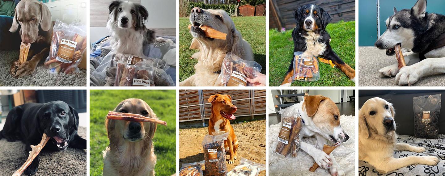 Zufriedene PrideDogs Hunde